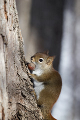 Red Squirrel