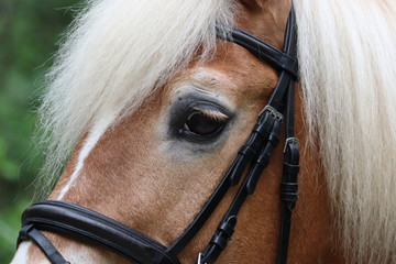 Haflinger Auge