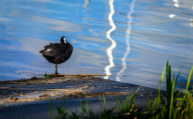 coot on a metal grid at lake constance