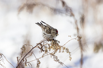 Winter Woods - Sparrow