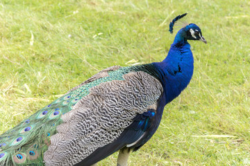 Obraz premium Peacocks at th Bagatelle Park, Paris.