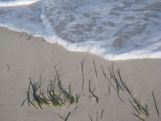 Beach Seaweed Waves Sand movement