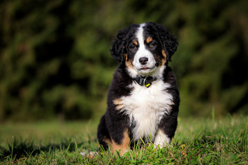 Berner Sennenhund Welpen