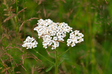 Schafgarbe, Achillea millefolium