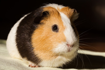 Guinea pig (Cavia porcellus)