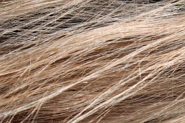 Blond hair texture, background