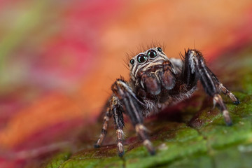 Macro portrait of polish jumping spider