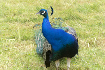 Peacocks at th Bagatelle Park, Paris.