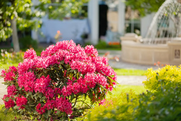 Pink azalea bush and fountain in botanical garden