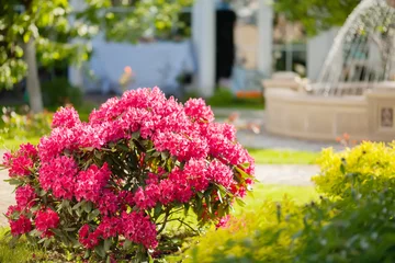 Crédence de cuisine en plexiglas Azalée Pink azalea bush and fountain in botanical garden
