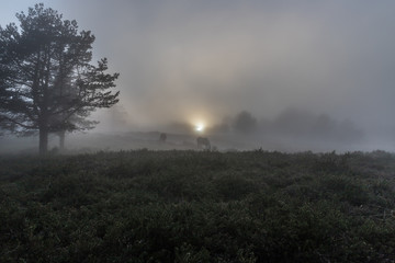 sun, fog and horses on the mountain!