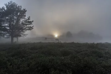 Fotobehang sun, fog and horses on the mountain! © AGUS