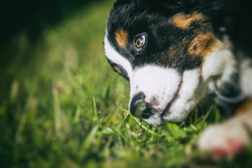 Berner Sennenhund Welpe