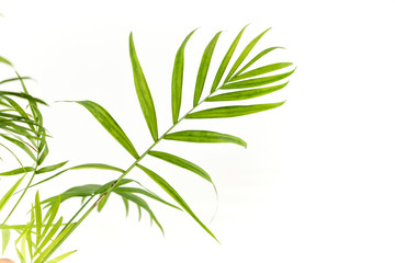 Fototapeta na wymiar green plant on white background