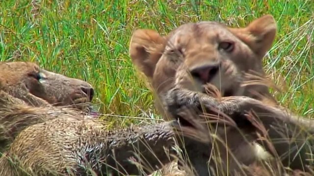 Female Lions Play Fighting