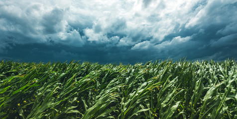 Corn field and stormy sky