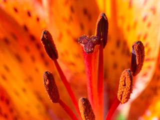 Macro Tiger Lily