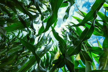 Corn maize crop low angle