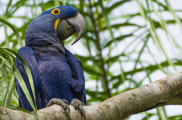 Beautiful Hyacinth Macaw (Anodorhynchus hyacinthinus) in the Brazilian wetland.