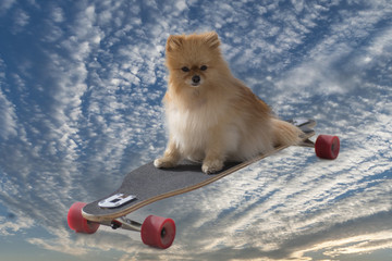 flying dog © fuen30