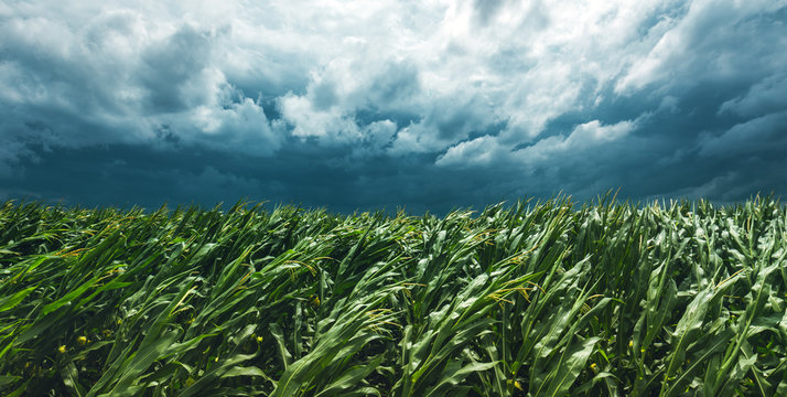 Corn Field And Stormy Sky