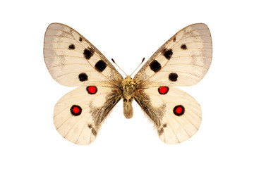 the Parnassius Apollo butterfly was on the white background