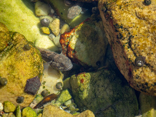 brown small fish in water between rocks