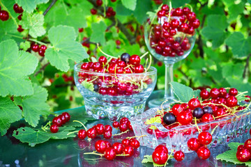 Fresh juicy berry red currant in a glass bowl in a garden on a table in the background of bushes with berries in a summer day with copy space © shintartanya