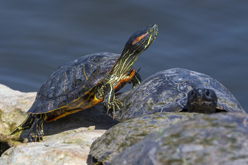 Fototapeta premium turtle on rock