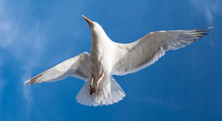 Seagull in flight against an almost clear blue background of sky.
