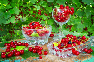 Fototapeta na wymiar Fresh juicy berry red currant in a glass bowl in a garden on a table in the background of bushes with berries in a summer day with copy space