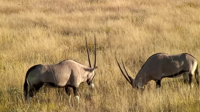 Oryxes Dancing with Long Horns, Namibia