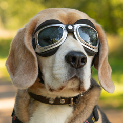 Square portrait of a Beagle dog with flying glasses, sitting in a bicycle basket on a sunny day.