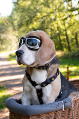 Beagle dog with flying glasses, sitting in a bicycle basket on a sunny day.