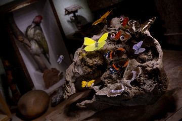 the magick will rest with butterflies