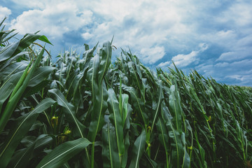 Corn crop resisting strong windstorm
