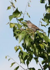 Lincoln's Sparrow