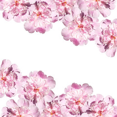 Beautiful floral background with peonies. Isolated 