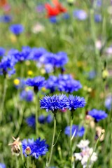 Nature,flowers,environment,parks and summery concept: beautiful blooming colorful summer field flowers on a sunny meadow, natural background.