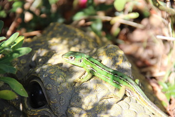 L&eacute;zard vert