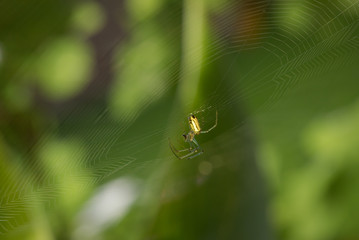 Close-up Garden Spider on Web with Soft Background