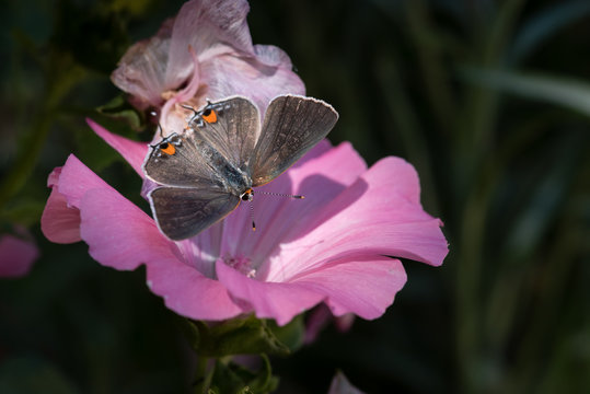 Open-Winged Gray Hairstreak Butterfly on Pink Bloom Close-up
