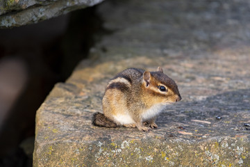 chipmunk 3