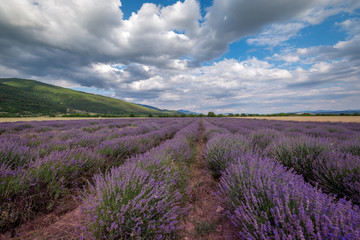 Naklejka na ściany i meble Beauty lavender flowers field.