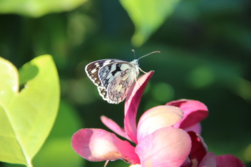 papillon