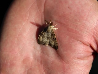 Papillon de nuit