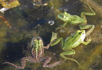 Grenouilles vertes