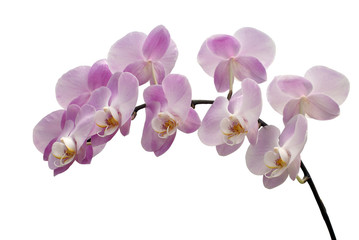 Fototapeta na wymiar Branch of pink orchid