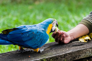 Beautiful Blue-and-yellow Macaw (Ara ararauna) in the Brazilian wetland.