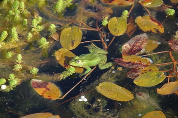 Grenouille
